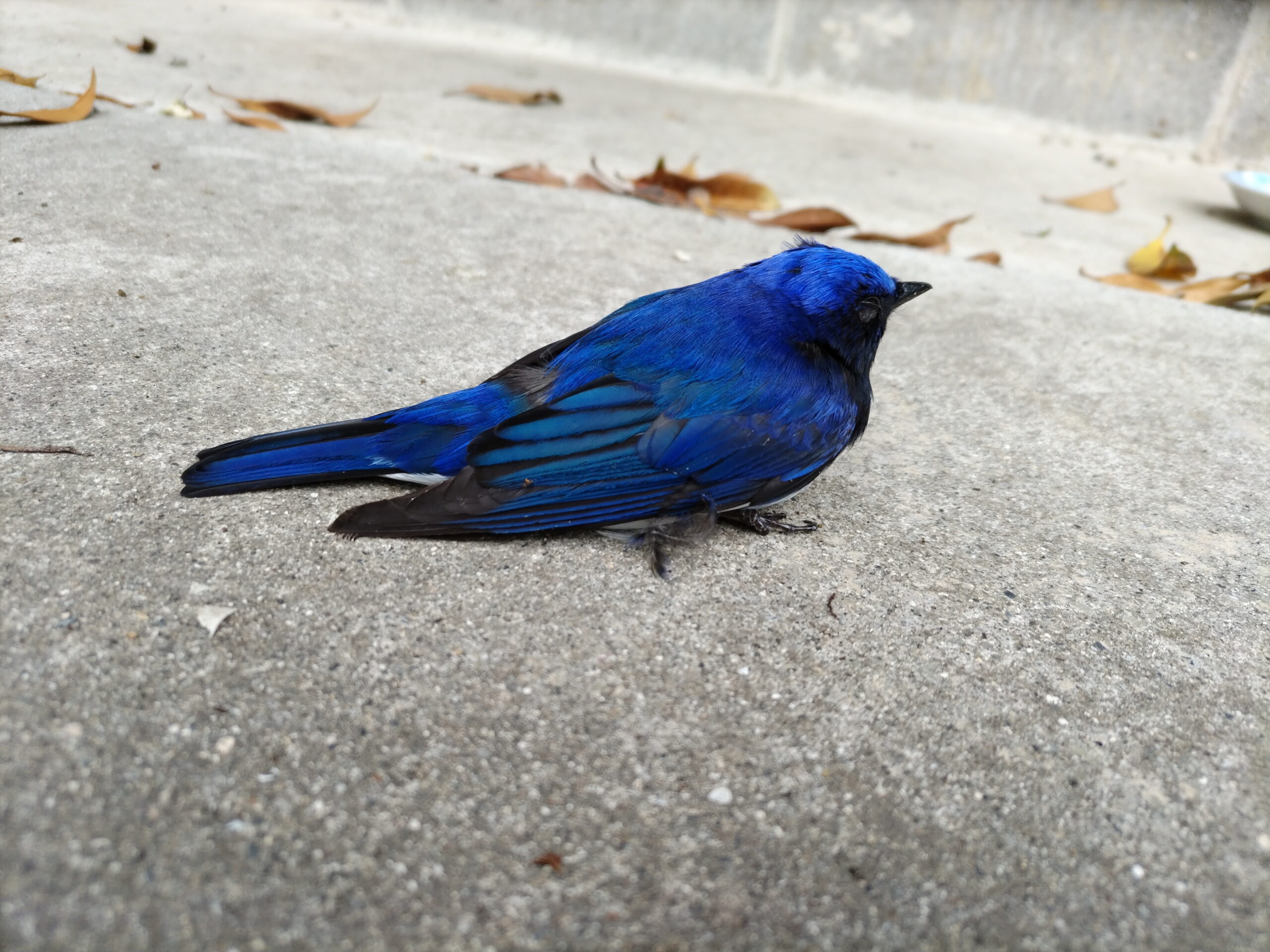 HORIZON_0001_BURST202505161545